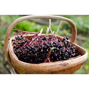 Elderberry Tincture