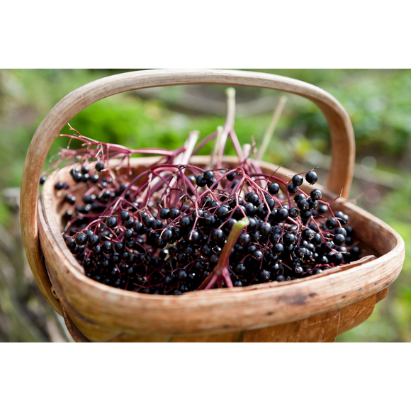 Elderberry Tincture