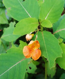 Jewelweed Liniment